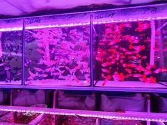 -花鸟鱼虫鲜花绿植市场(玉泉路店)