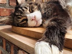 -豆逗聊愈猫阁Easy Life
