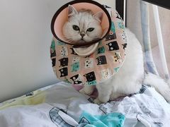-御宝贝·A梦猫科宠物医院(国际猫友好医院)
