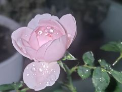 -0048鲜活香辣虾·火锅(铜陵路店)