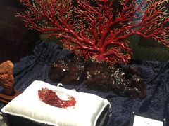 -绮丽珊瑚(台北101旗舰门市店)