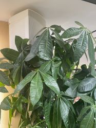 -倾城护肤造型