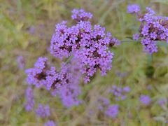 -亚龙湾国际玫瑰谷