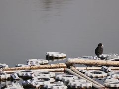 -鹦鹉洲湿地公园