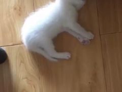 -荔康动物医院(康王北路店)