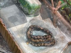 -上海大自然野生昆虫馆(东方明珠·爬宠昆虫探索中心)