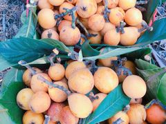 -塘栖枇杷特色园区