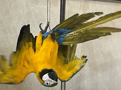 -观桥阁(锦溪店)