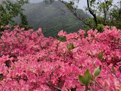 -木兰云雾山