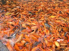 -楠溪江风景名胜区