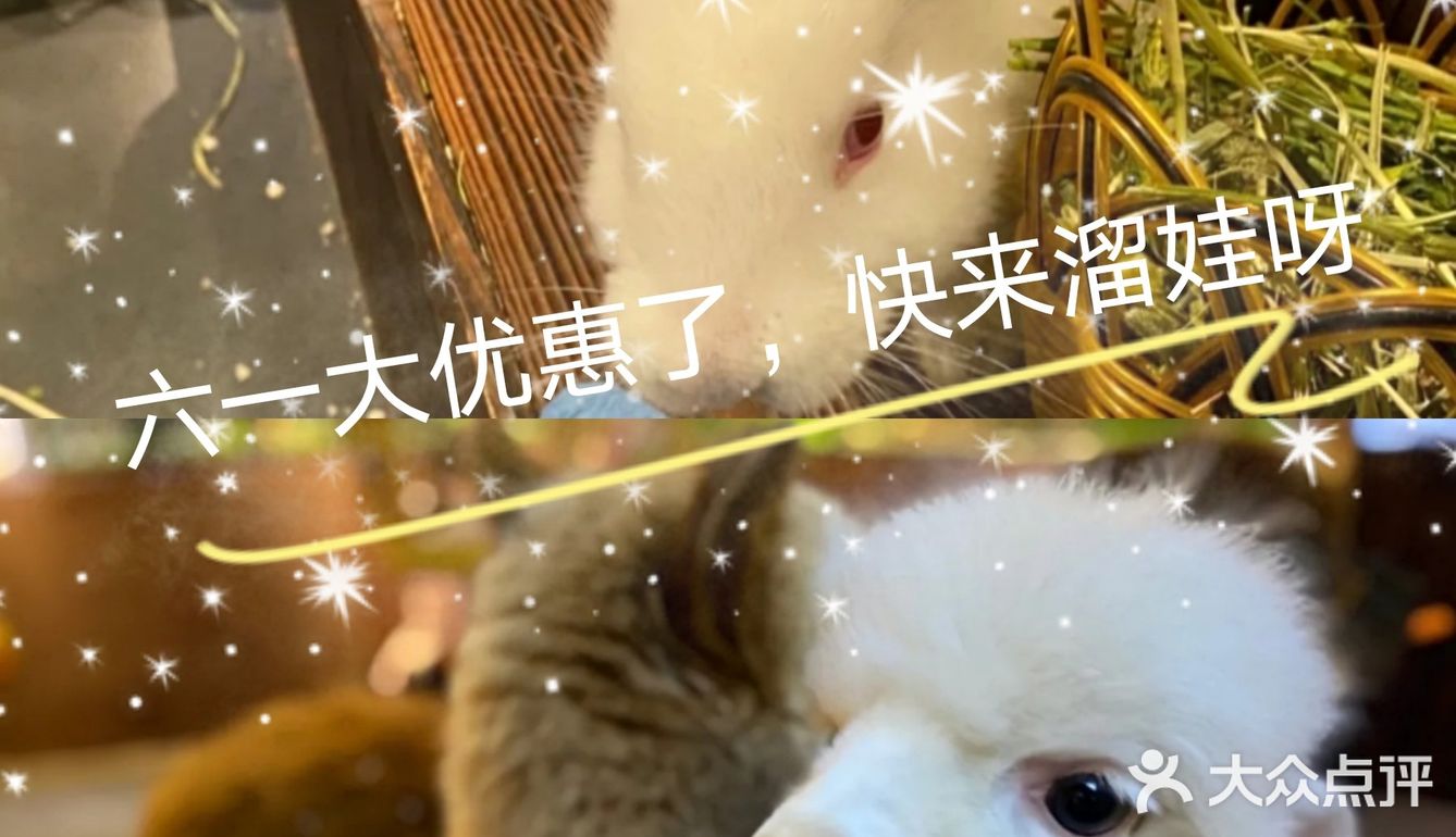 六一大优惠‖快来撩逗你喜欢的萌宠吧！