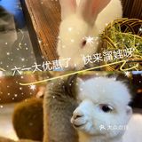 六一大优惠‖快来撩逗你喜欢的萌宠吧！