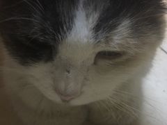 -毛姨鸡爪
