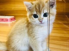 -猫十亿·布偶金渐层·曼基康矮脚猫舍(青年路店)