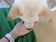 -柴迷FANS CLUB·柴犬狗咖·猫咖