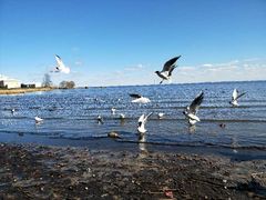 -阿芙乐尔号巡洋舰