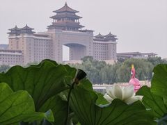 -莲花池公园