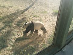 -石家庄市动物园