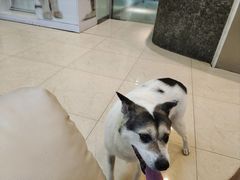 -瑞派申生动物医院·24H夜诊·国际动物医疗中心·骨外科(吴中路店)