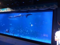 -烟台海昌鲸鲨海洋公园