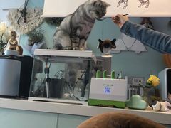-平行世界·猫咖(首经贸店)