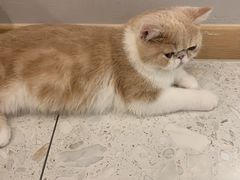 -飞行喵MR PILOT|猫舍·猫咖(静安大融城店)