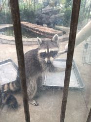 -萌宠亲子动物乐园(槐房万达店)