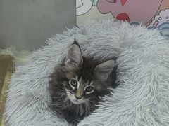 -糯米喵星人总部直营旗舰店·猫舍·幼猫出售