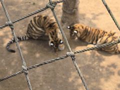 -西霞口神雕山野生动物世界