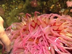 -西雅图水族馆