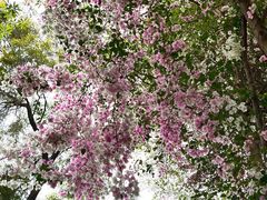 -深圳国际园林花卉博览园