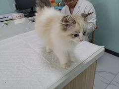 -嘉馨宠物医院·CT影像转诊·心脏科·犬猫全科诊疗中心(下沙大学城院区)