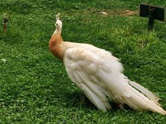 -昆明动物园