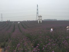 iphone_upload_pic-紫颐香薰山谷景区