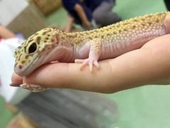 -藦茜花园宠物主题亲子互动体验馆(国顺东路店)