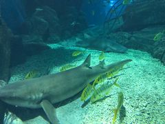 -福州罗源湾海洋世界旅游区