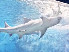 -北戴河圣蓝海洋公园