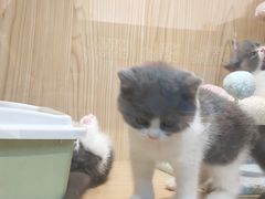 -屋虎猫馆(宝安大仟里店)