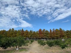 -上海长兴岛郊野公园