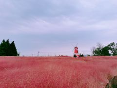 -羊亭河湿地公园