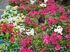 -秦美花卉(天朗·莱茵小城2期店)