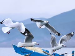 -丽江泸沽湖景区