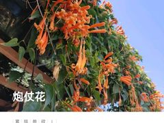 -深圳市中科院仙湖植物园