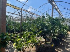 -前小桔亲子创意农场·草莓采摘·露营烧烤