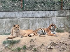 -栾川竹海野生动物园