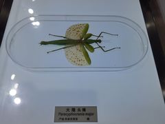 -上海昆虫博物馆