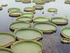 -荷塘月色湿地公园·向阳花洲