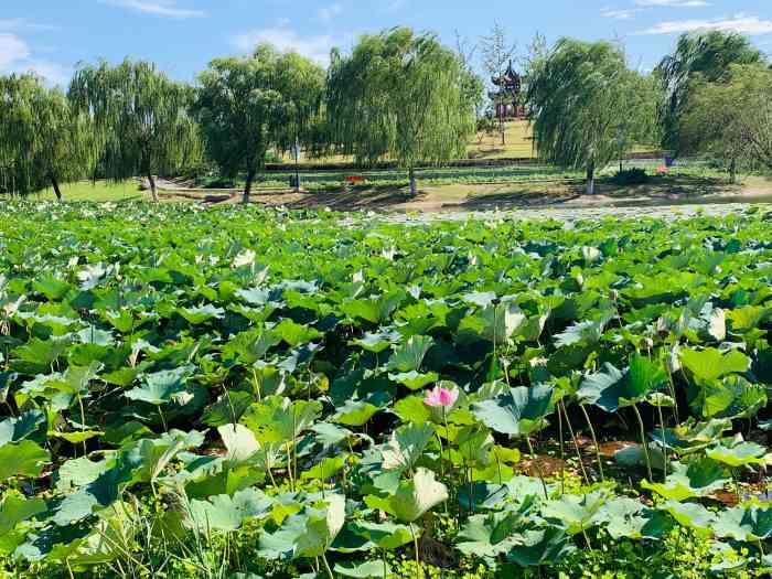 房山红领巾公园-"地址:北京市房山区大件路大石河2号桥交.