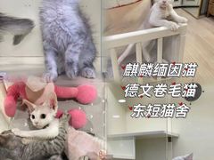 -十年猫舍·猫咪专门店(普陀店)