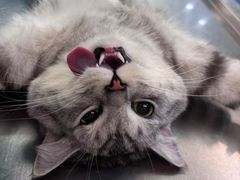 -动物缘宠物医院·骨科·猫科(西二环店)